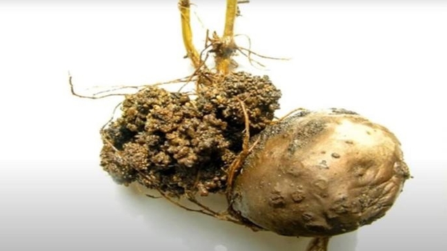 Рак картофеля - опасное карантинное заболевание