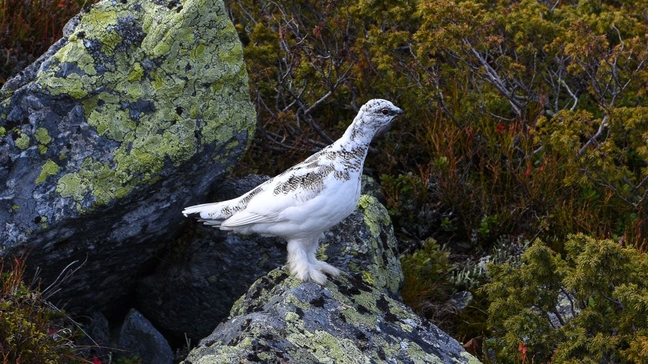 В заповеднике "Басеги" обнаружен новый вид птиц